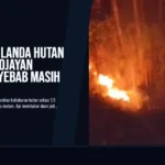 Kebakaran Landa Hutan Kaulon Sutojayan Blitar, Penyebab Masih Diselidiki