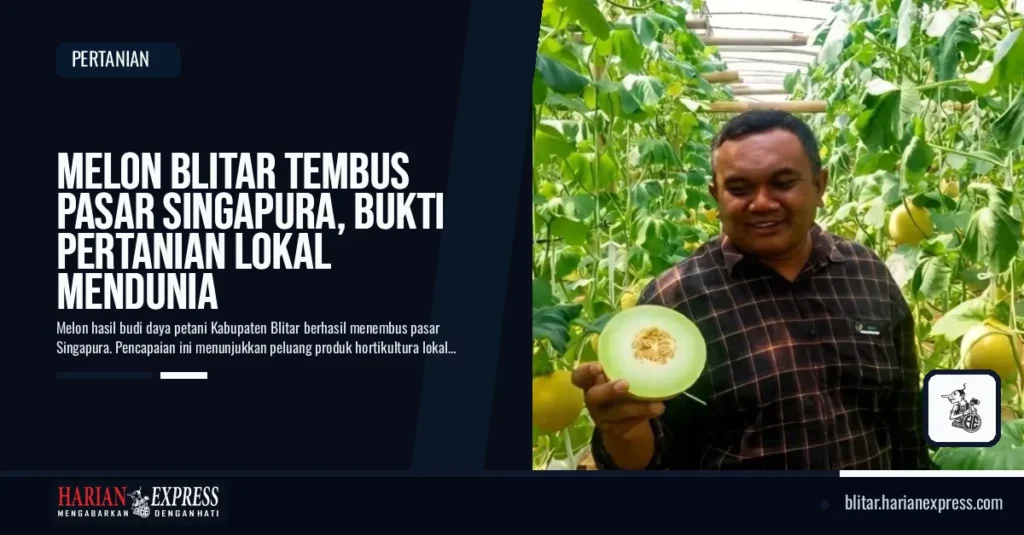 Melon Blitar Tembus Pasar Singapura, Bukti Pertanian Lokal Mendunia