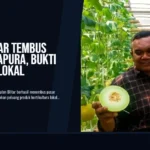 Melon Blitar Tembus Pasar Singapura, Bukti Pertanian Lokal Mendunia