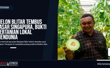 Melon Blitar Tembus Pasar Singapura, Bukti Pertanian Lokal Mendunia